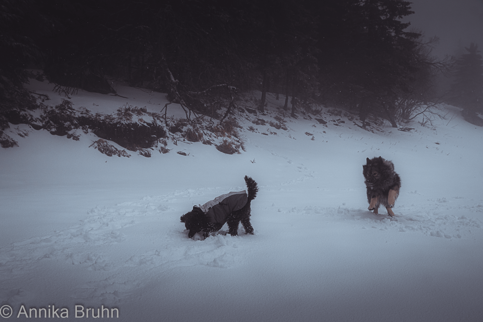 Spielende Bella und Q im Schnee